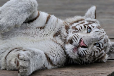 White Tiger Cub O Wooden Floor Wallpapers   Animal Wallpapers