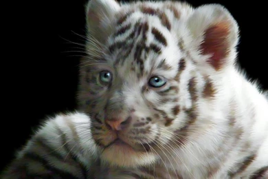 WHITE TIGER CUB WALLPAPER   (