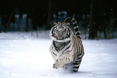 Pic New Posts: Wallpapers Tiger White
