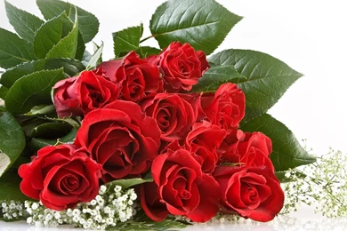 YouWall   Red Roses Wallpapers   Wallpaper,wallpapers,free ...