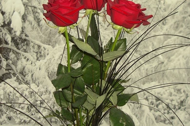 Beautiful Red Rose Images   Wallpapers HD Fine