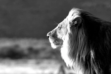 Roaring lion photo wallpapers