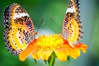 Wallpapers Kupu Kupu Cantik