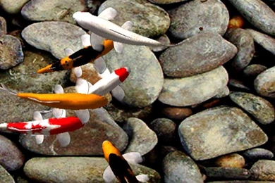 Download Gratis Live Wallpapers Ikan Koi Berenang Buat Android ...