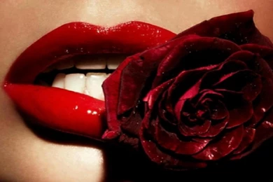 Red rose in lips free wallpapers hd