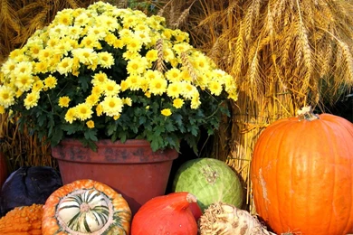 Thanksgiving Day Scene Wallpapers   Crazy Frankenstein