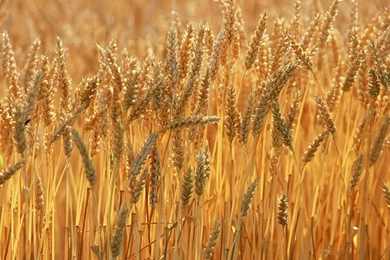 Country Farmland Photography Wallpapers 5   Wallcoo.net