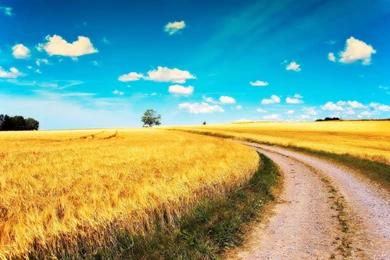 COUNTRY ROAD WALLPAPER   (