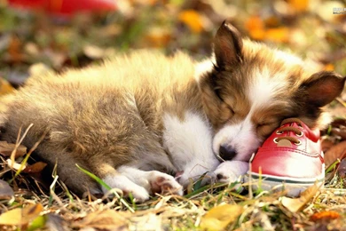 Jestingstock.com Corgi Wallpapers