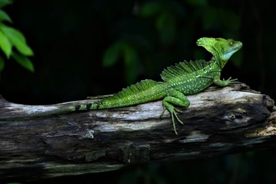 Reptiles HD Desktop Wallpapers