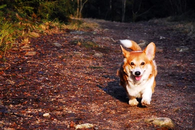 Wallpapers Corgi Free In Forest The 1024x768