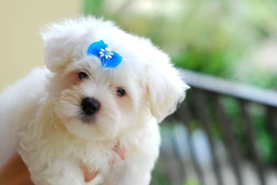 Maltese, Dog, With, A, Blue, Bow, Full, Screen, High, Quality ...