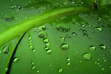 Green Wallpapers 16   Best Wallpapers Collection