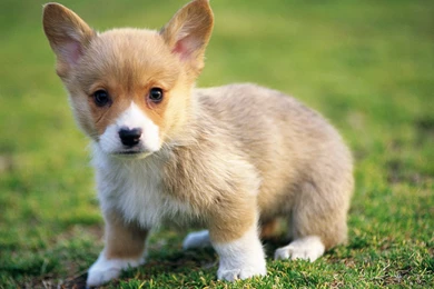 Baby Corgis Wallpapers   Wallpaper.