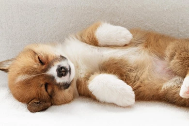 Welsh Corgi HD Wallpapers