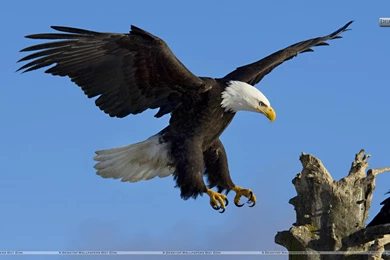 High Definition Eagle Wallpapers For Free Download