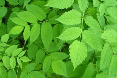 The best top desktop green wallpapers green wallpaper green ...