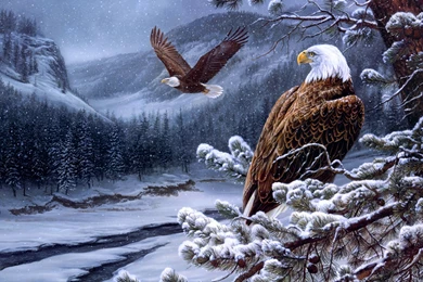 Flying Bald Eagle Uhd Wallpapers   Ultra High Definition ...