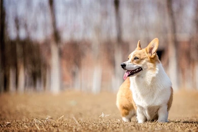 Cute Pembroke Welsh Corgi Short legged Angela