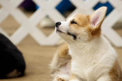 Baby corgi wallpaper 1920x1200   Magic4Walls.com