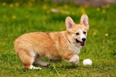 Welsh Corgi Wallpapers   Wallpapers Cave