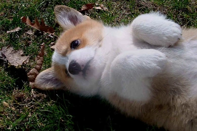 Pembroke Welsh Corgi Wallpapers