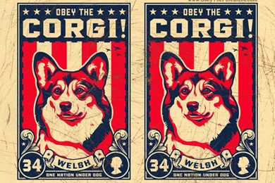 Welsh_corgi_wallpaper.jpg