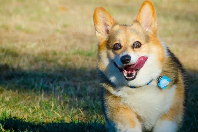 Download Wallpapers 3840x2160 Welsh Corgi, Dog, Run, Protruding ...