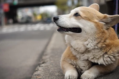 Welsh Corgi Pembroke On The Street Photo And Wallpaper. Beautiful ...