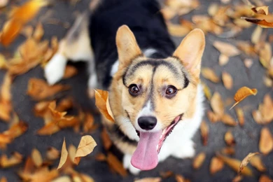 Welsh Corgi HD Wallpapers