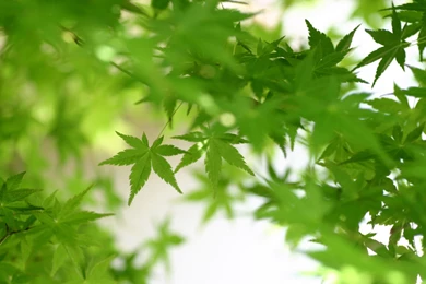 Natural Green Wallpapers   All Wallpapers New