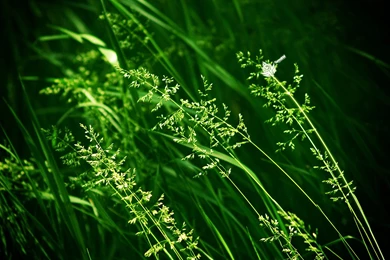 Cool Green Wallpapers Beautiful Plants_High Definition Wallpapers ...