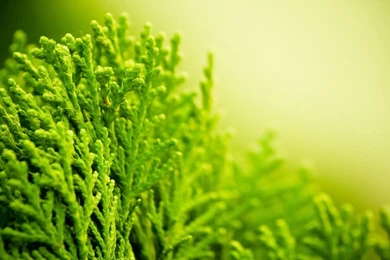 Best Green Plant Macro Wallpapers Best