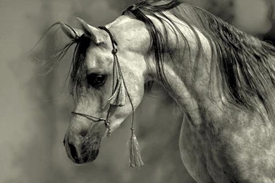 Arabian Horse Photos