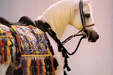 ARABIAN HORSE WALLPAPER (
