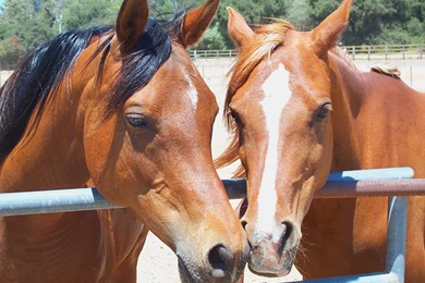 Horse Pictures & Computer Horse Wallpapers