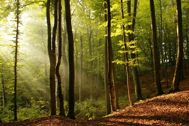 Beautiful Forest Cool Wallpapers 4998 HD Wallpapers Site
