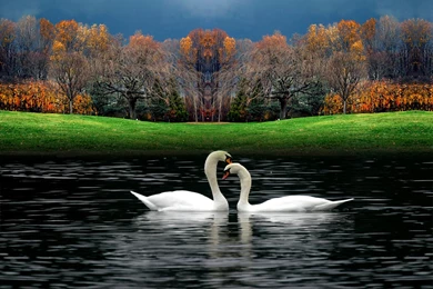 Beautiful Nature Wallpapers And Beautiful Nature Desktop Wallpapers ...