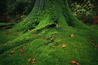 Beautiful Green Nature Wallpapers