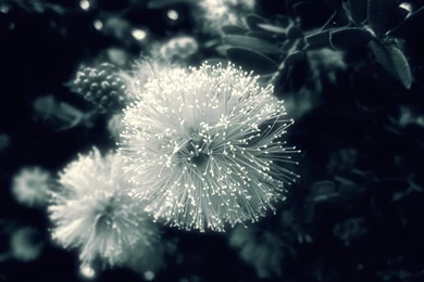 Beautiful Nature Macro Wallpapers For Android