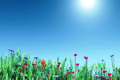 Excellent_wallpaper_backgrounds_spring.jpg