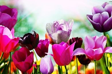 Free Spring Wallpapers Desktop HD Wallpaper Backgrounds