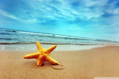 Starfish On The Beach HD Desktop Wallpapers : High Definition ...