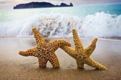 Starfish Wallpapers