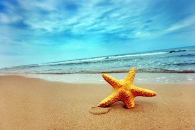 Starfish Wallpapers