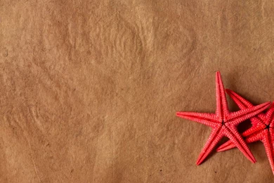 Starfish Wallpapers Windows