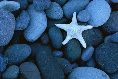 Starfish Wallpapers, Download Charming Starfishes HD Wallpapers Free