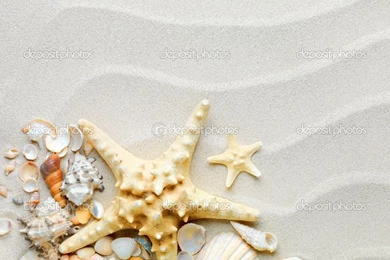 Starfish Backgrounds   Wallpapers Cave