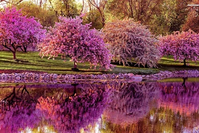 Spring Trees And Flowers Wallpapers