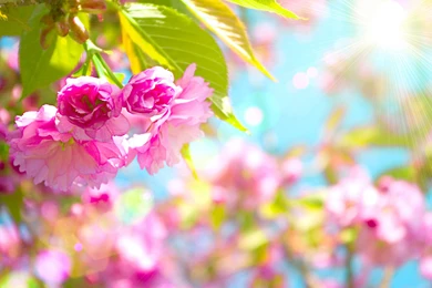 Spring Wallpapers For Desktop
